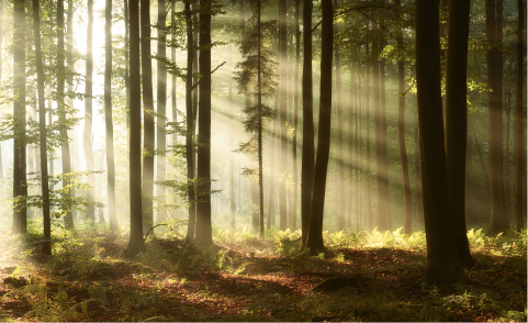 Kalendár prírody - náhľad